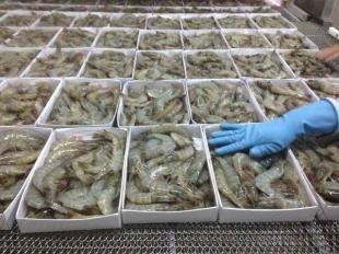 越南南美白蝦_農副產品_世界工廠網